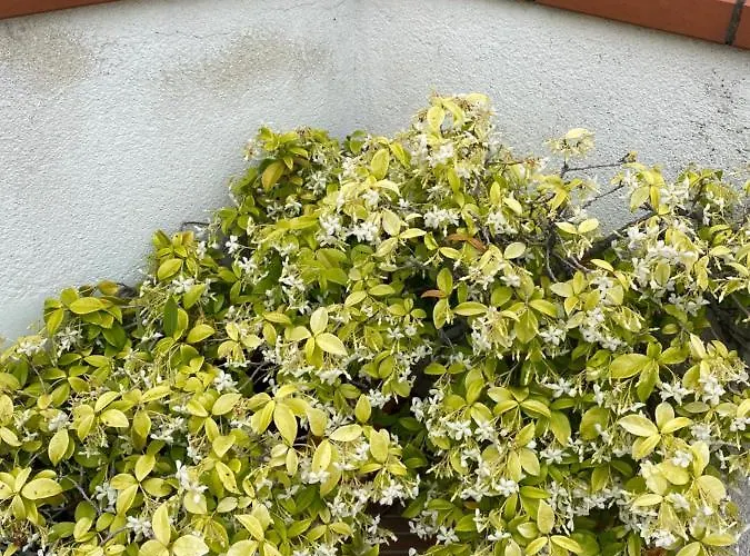 Ulivi בית הארחה Tocco da Casauria